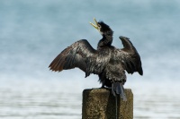 Kormoran cernobily - Phalacrocorax melanoleucos - Little Shag -kawaupaka 4506
